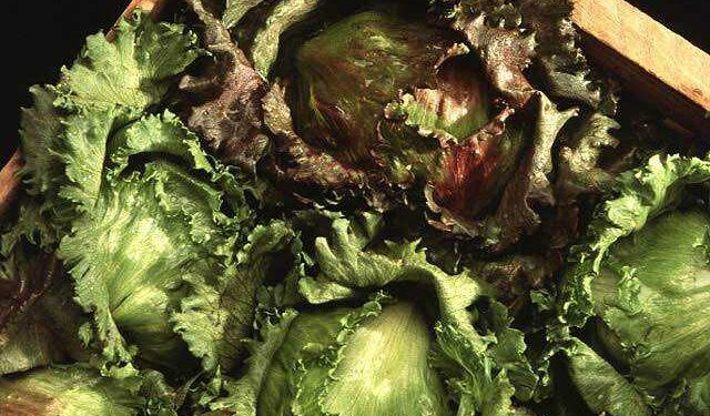 Cabezas de lechuga iceberg en un cultivo