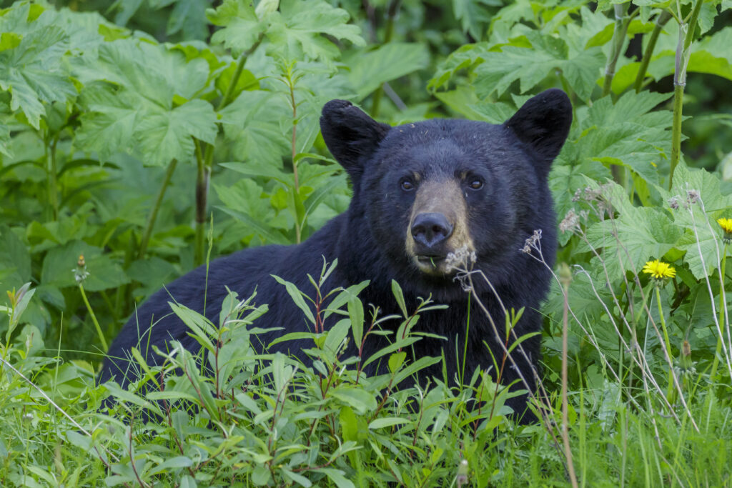 Un oso negro americano en un bosque
