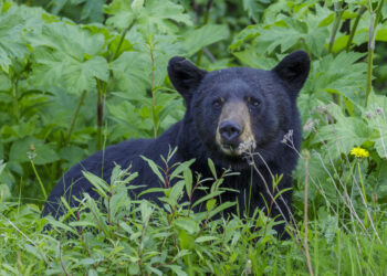 Un oso negro americano en un bosque