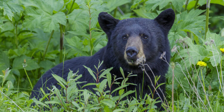 Un oso negro americano en un bosque