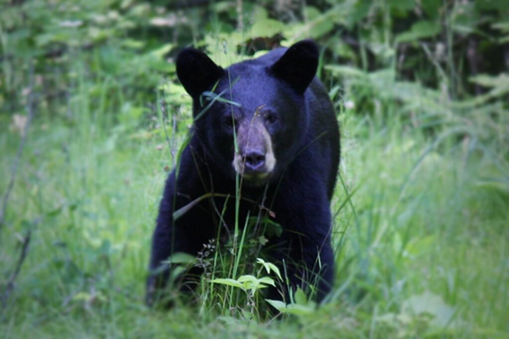 Un oso negro americano en un entorno natural