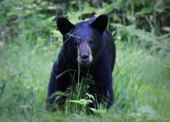 Un oso negro americano en un entorno natural