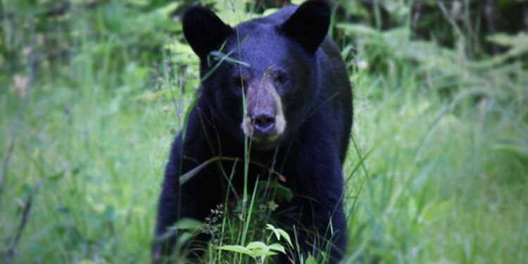 Un oso negro americano en un entorno natural