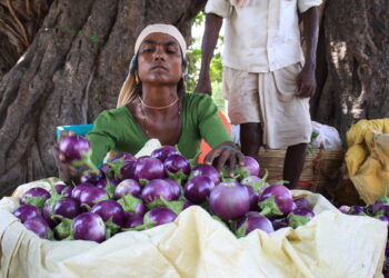 Trabajador agrícola laborando en un campo de cultivo