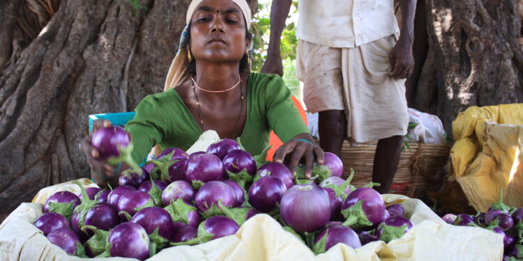 Trabajador agrícola laborando en un campo de cultivo