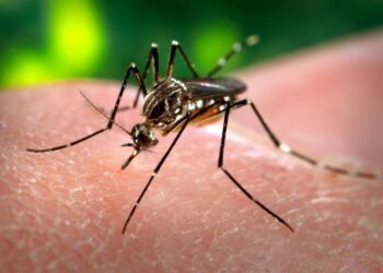 Primer plano de un mosquito Aedes aegypti, transmisor del dengue