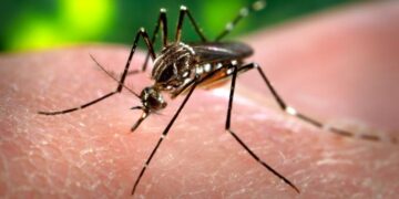 Primer plano de un mosquito Aedes aegypti, transmisor del dengue