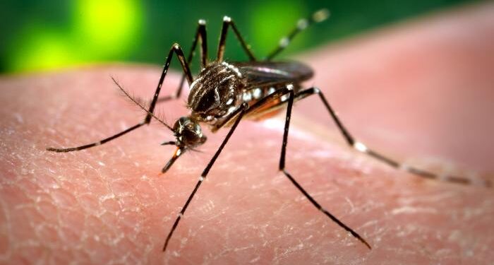 Primer plano de un mosquito Aedes aegypti, transmisor del dengue