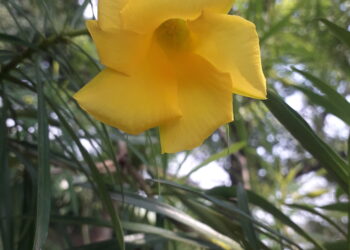 Flor amarilla de la planta adelfa amarilla o Cascabela thevetia