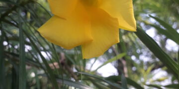 Flor amarilla de la planta adelfa amarilla o Cascabela thevetia