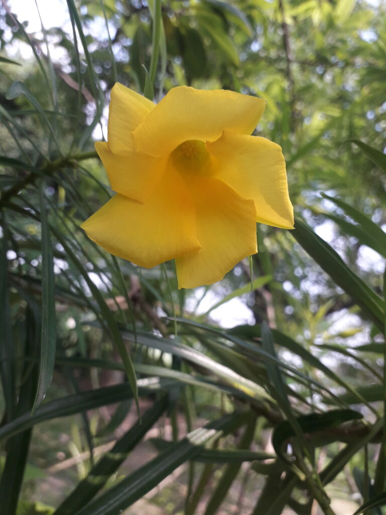 Flor amarilla de la planta adelfa amarilla o Cascabela thevetia