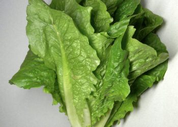 Lechuga romana fresca