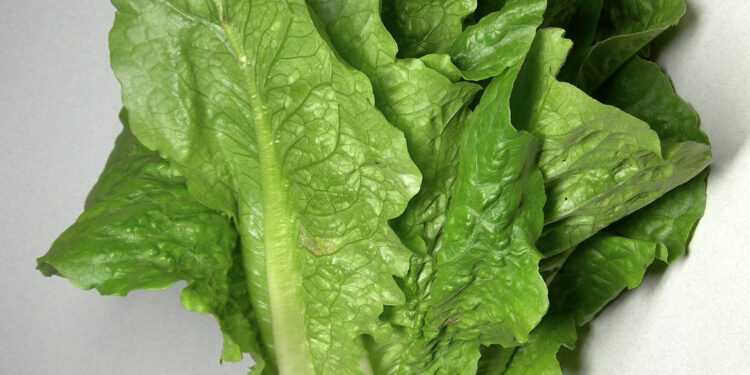 Lechuga romana fresca