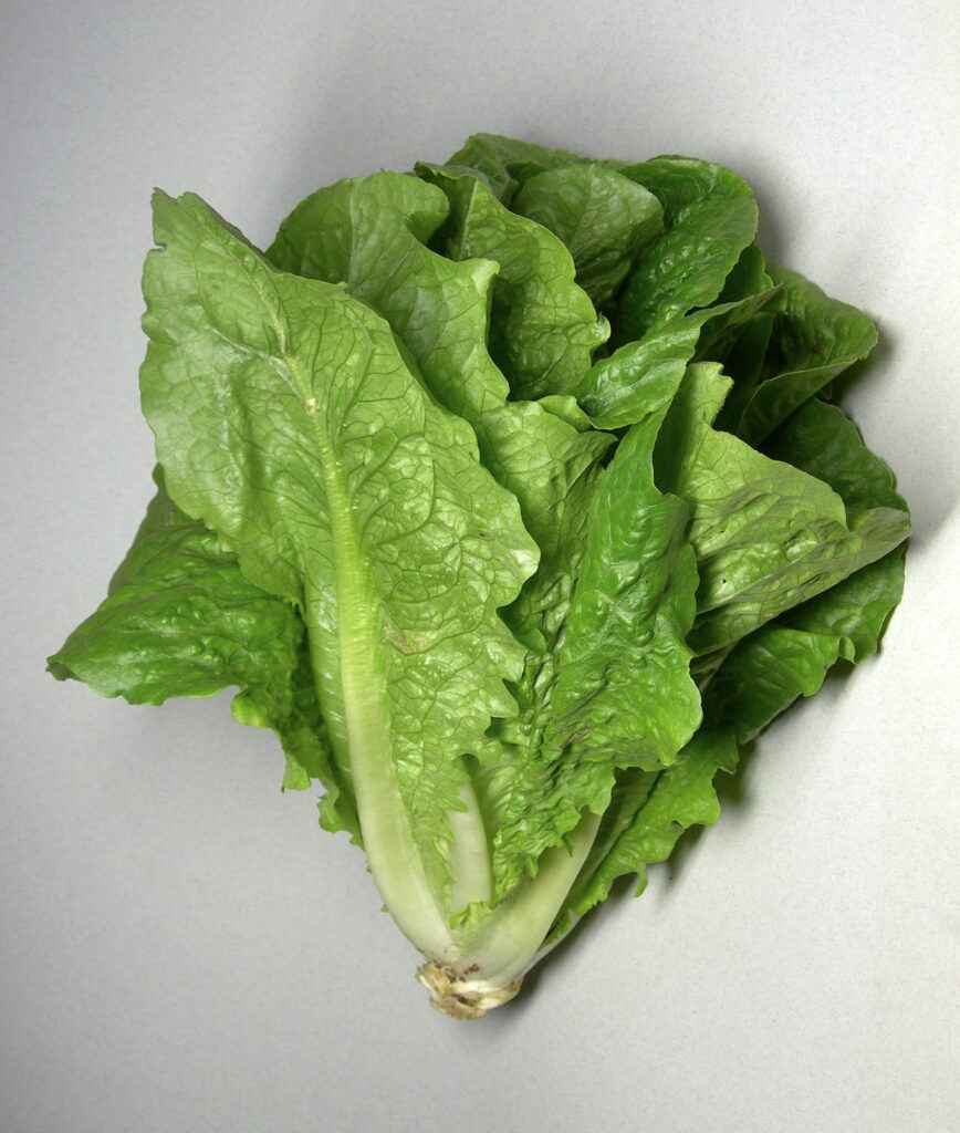Lechuga romana fresca