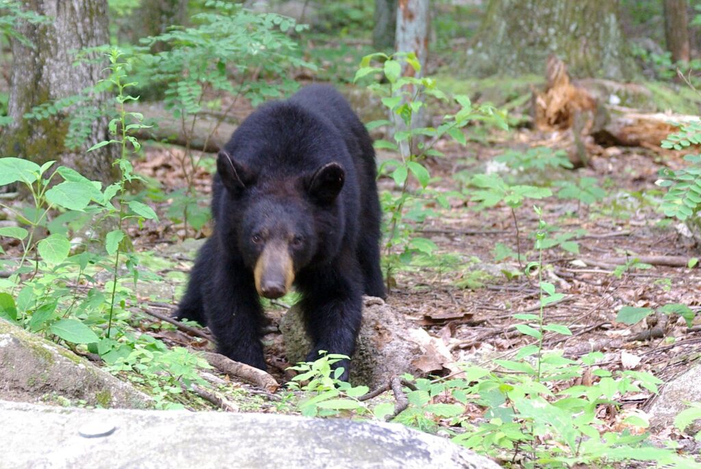 Un oso negro americano en un bosque de las montañas