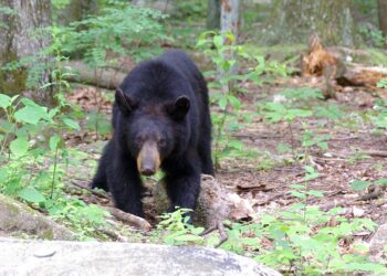 Un oso negro americano en un bosque de las montañas