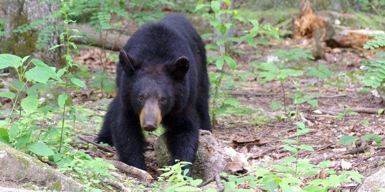 Un oso negro americano en un bosque de las montañas